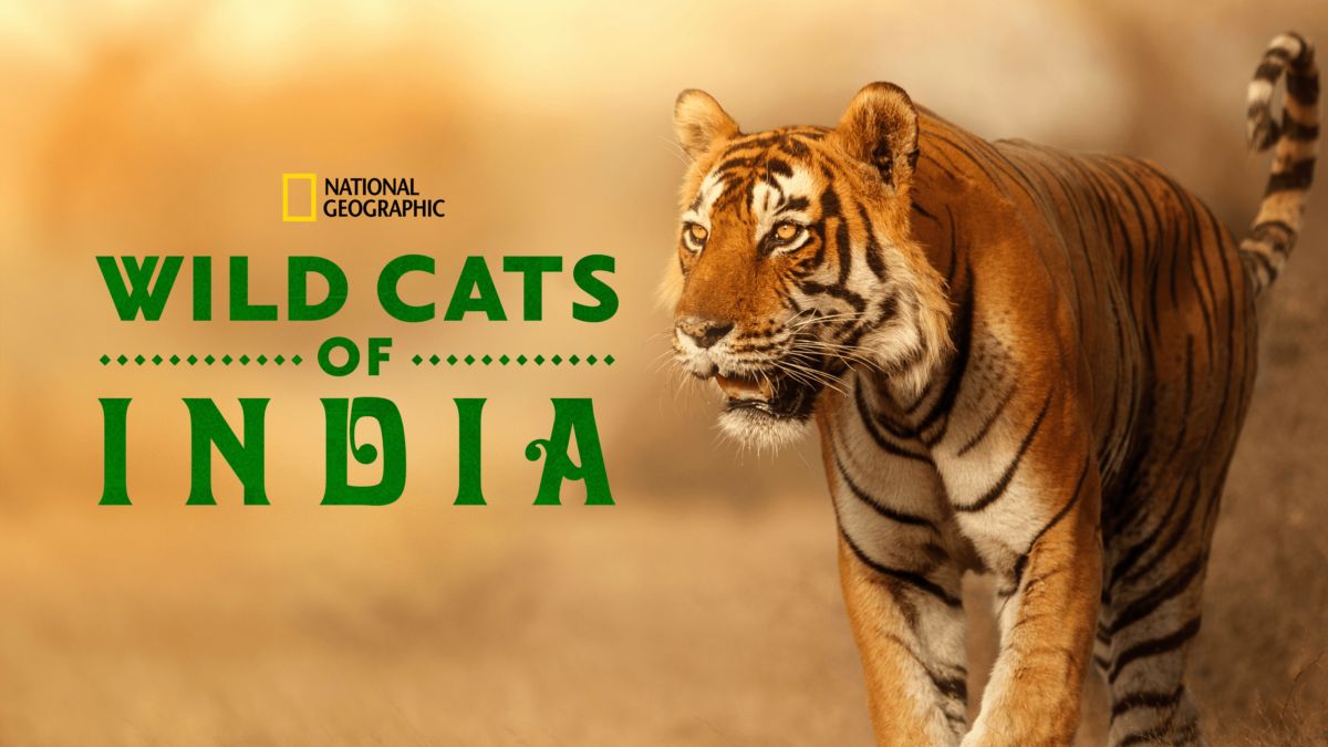 Watch Wild Cats of India | Full episodes | Disney+