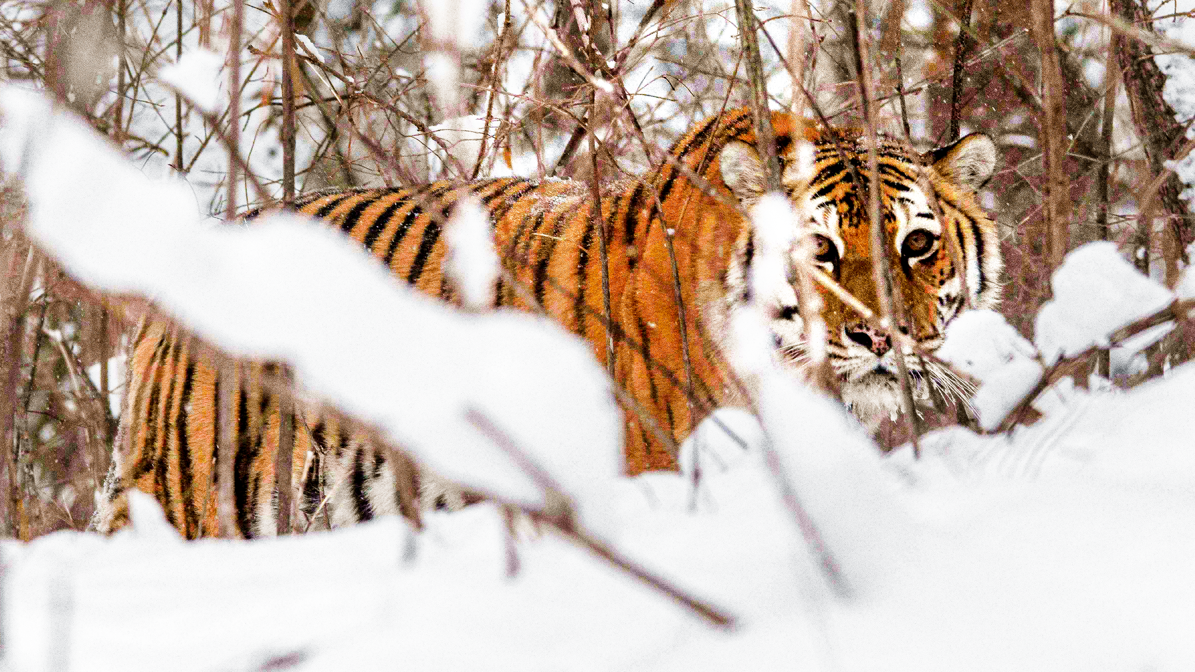 Rosyjski tygrys