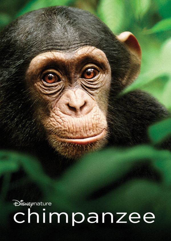Disneynature Chimpanzee on Disney+ ES