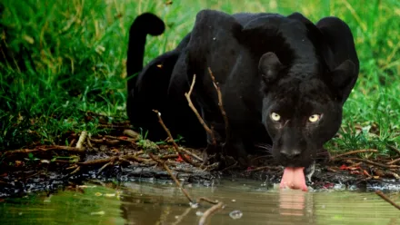 La légendaire panthère noire