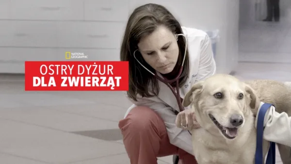 thumbnail - Ostry dyżur dla zwierząt